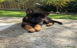 German Shepherd dogs for sale: German Shepherd  - Image 3