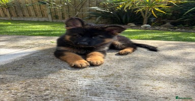 German Shepherd dogs - Advert 1
