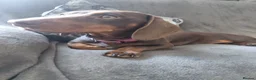 Dachshund dogs for sale: Chocolate dachshund puppy for sale in London - Advert 6