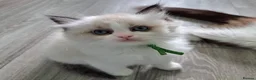 Ragdoll cats for sale: CollieKiss Ragdolls – Beautiful TICA Registered - Advert 22