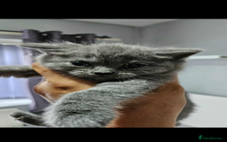 British Shorthair cats for sale: Female British short hair  - Image 3