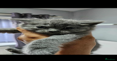 British Shorthair cats - Advert 6