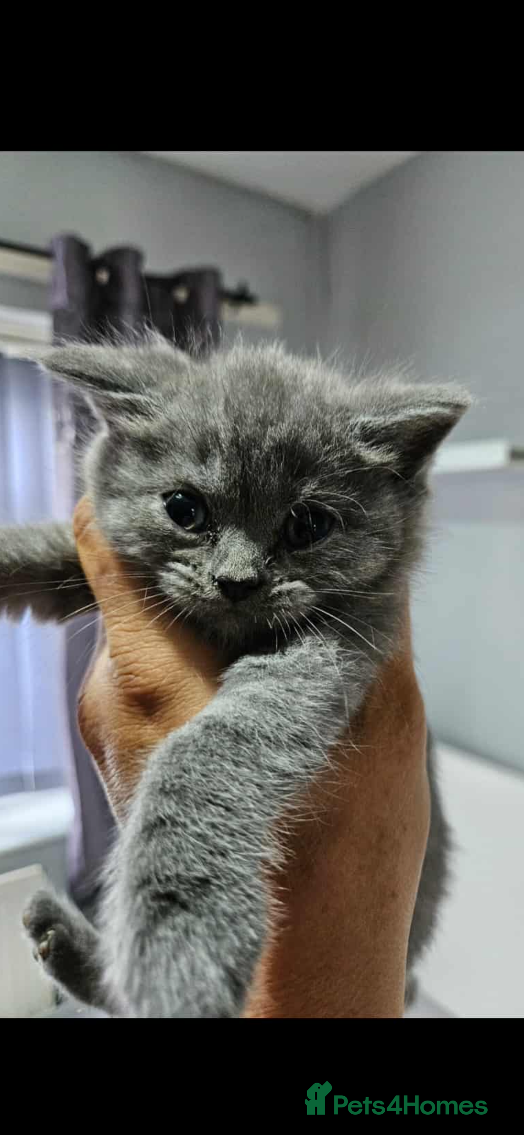 British Shorthair cats for sale: Female British short hair  - Image 3