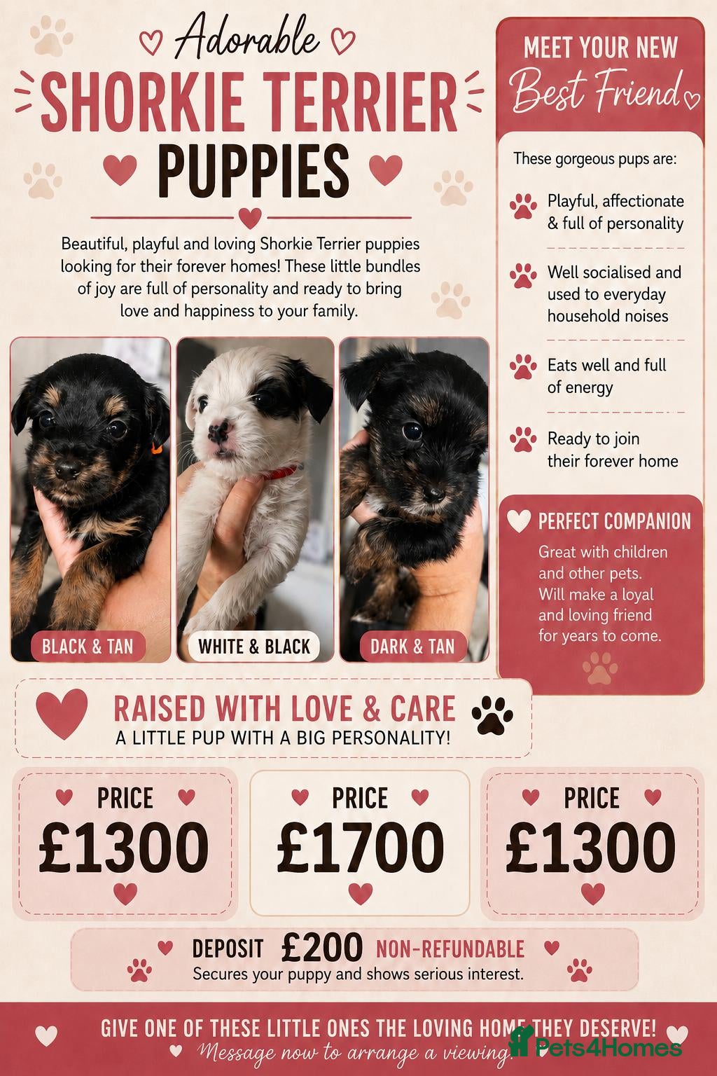 Shorkie dogs Shorkie puppies  - Advert 1
