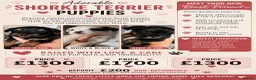 Shorkie dogs for sale: Shorkie puppies  - Advert 1