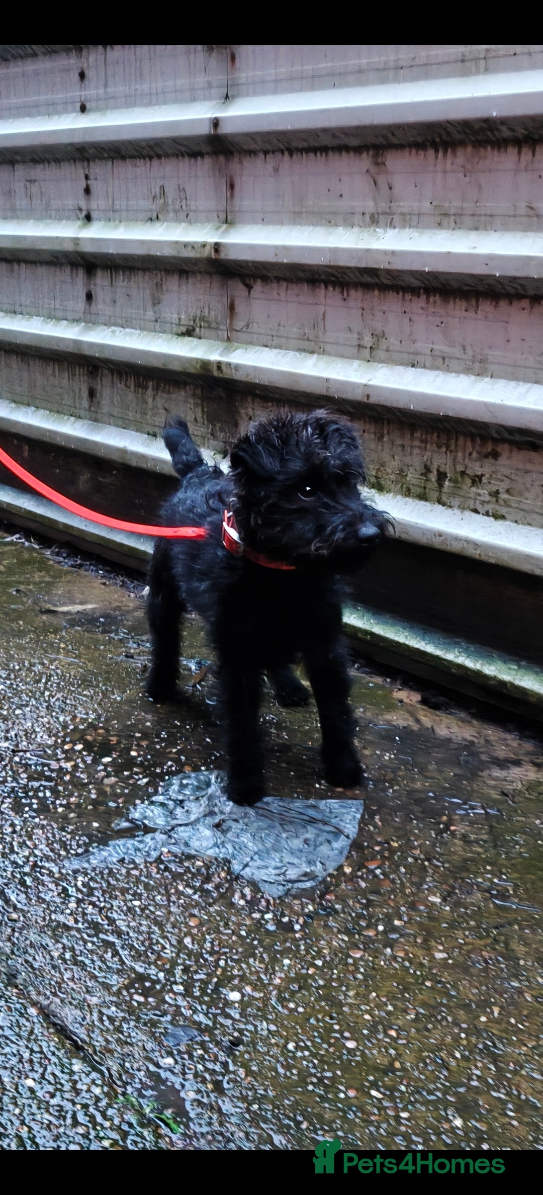 Mixed Breed dogs fell terrier 3/4 lakeland 1/4 patterdale - Advert 1