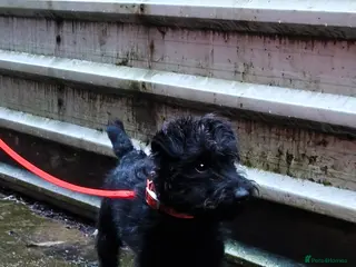 Mixed Breed dogs fell terrier 3/4 lakeland 1/4 patterdale - Advert 1