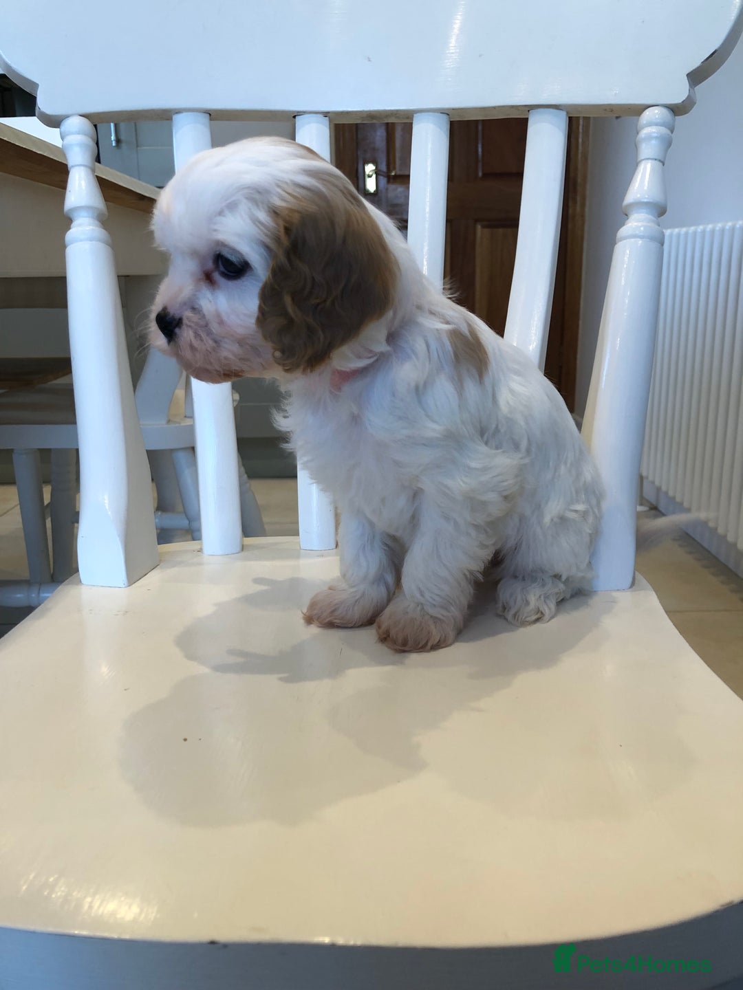 Cavapoo dogs for sale: Adorable Cavapoo Puppies  - Advert 25