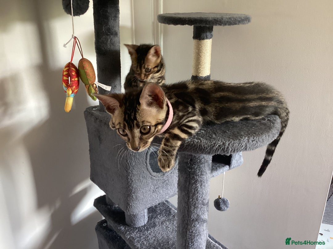 Bengal cats for sale: Bengal kittens READY NOW TICA reg pedigree  in Blandford Forum - Image 21