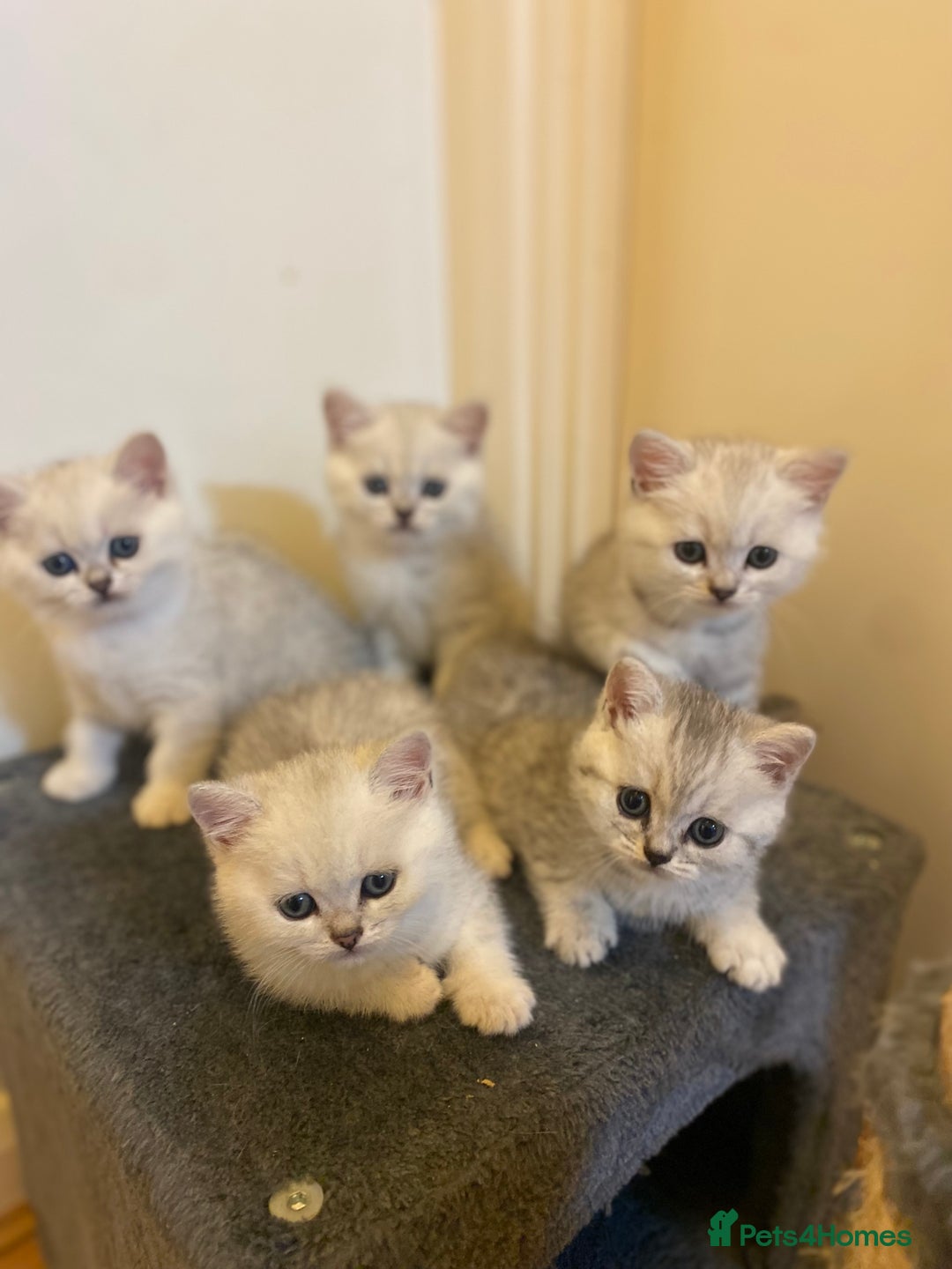 British Shorthair cats for sale: British shorthair kittens, cute and adorable  - Advert 2