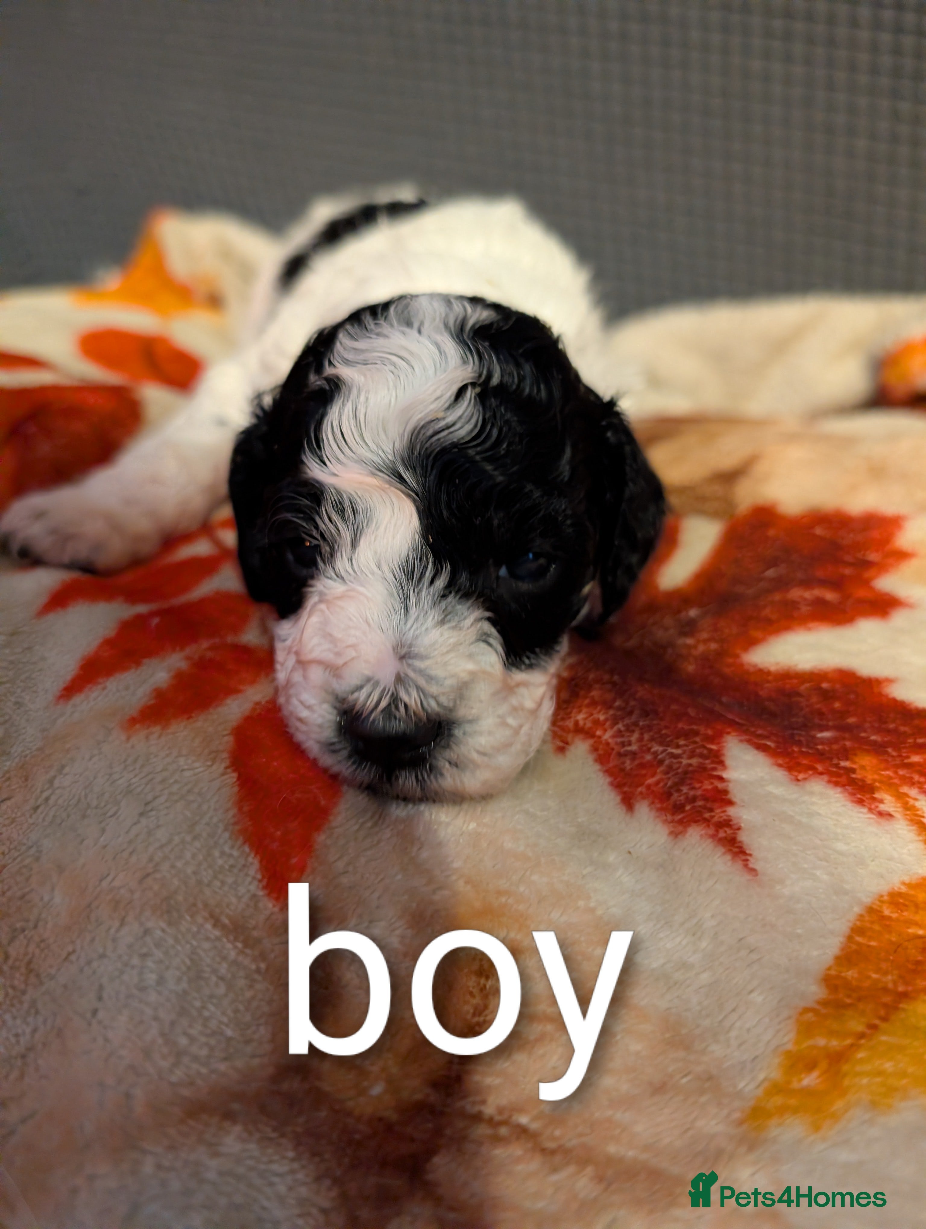 Miniature Poodle dogs Beautiful miniature parti viewing now  - Advert 4