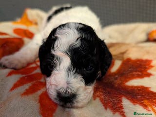 Miniature Poodle dogs Beautiful miniature parti viewing now - Advert 5