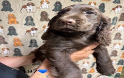 Cocker Spaniel dogs for sale: Chunky show type cocker spaniels  - Image 17