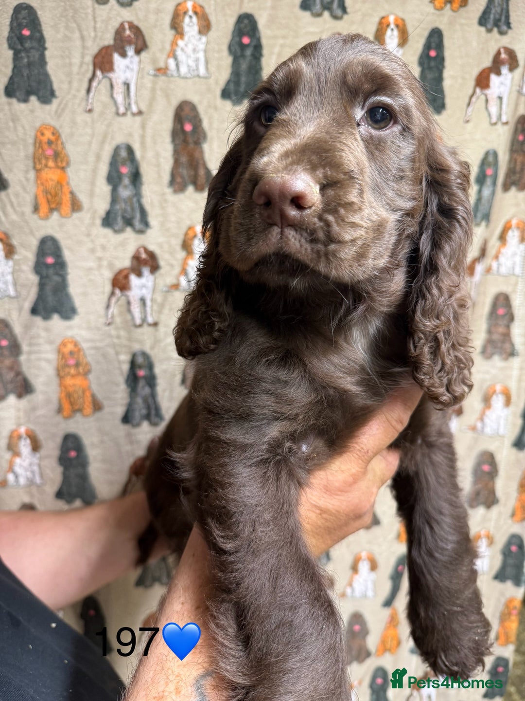 Cocker Spaniel dogs for sale: Chunky show type cocker spaniels  - Image 17
