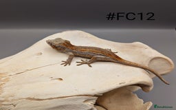 Gecko reptiles for sale: Orange & Red Stripe Gargoyle Gecko CB25 - Image 6