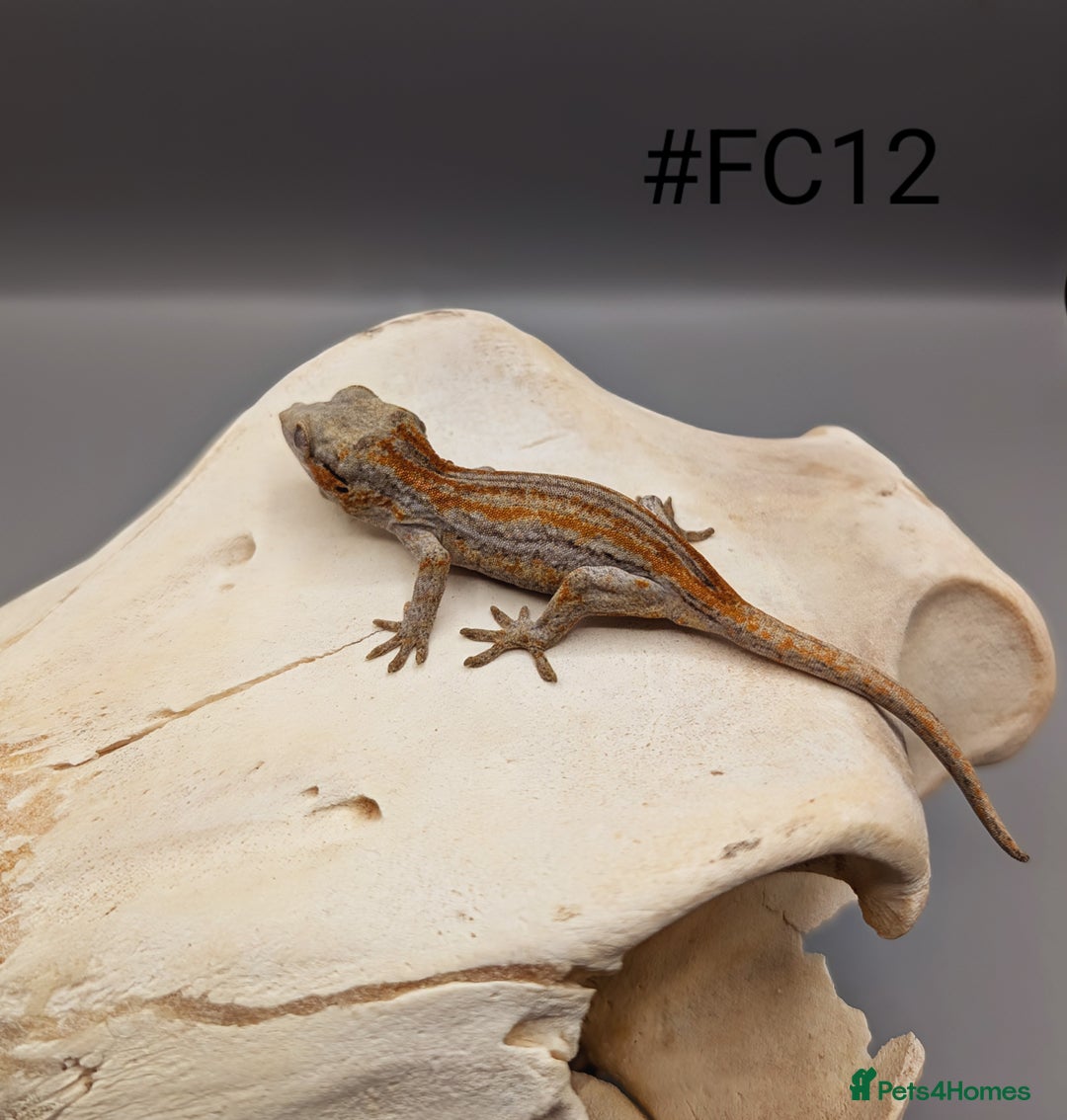 Gecko reptiles for sale: Orange & Red Stripe Gargoyle Gecko CB25 - Image 6