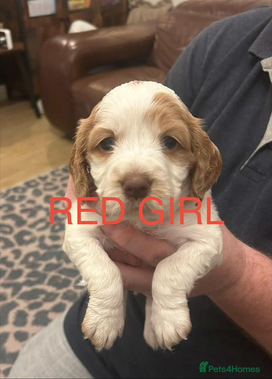 Sprocker dogs for sale: Sprocker Spaniel Puppies - Advert 2