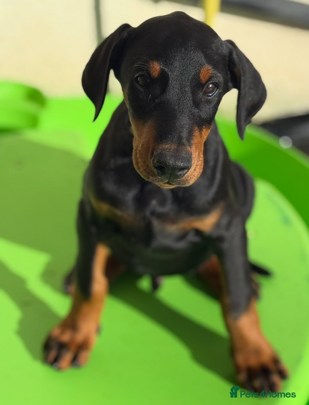 Dobermann dogs for sale: KC Reg Doberman Male - Image 2