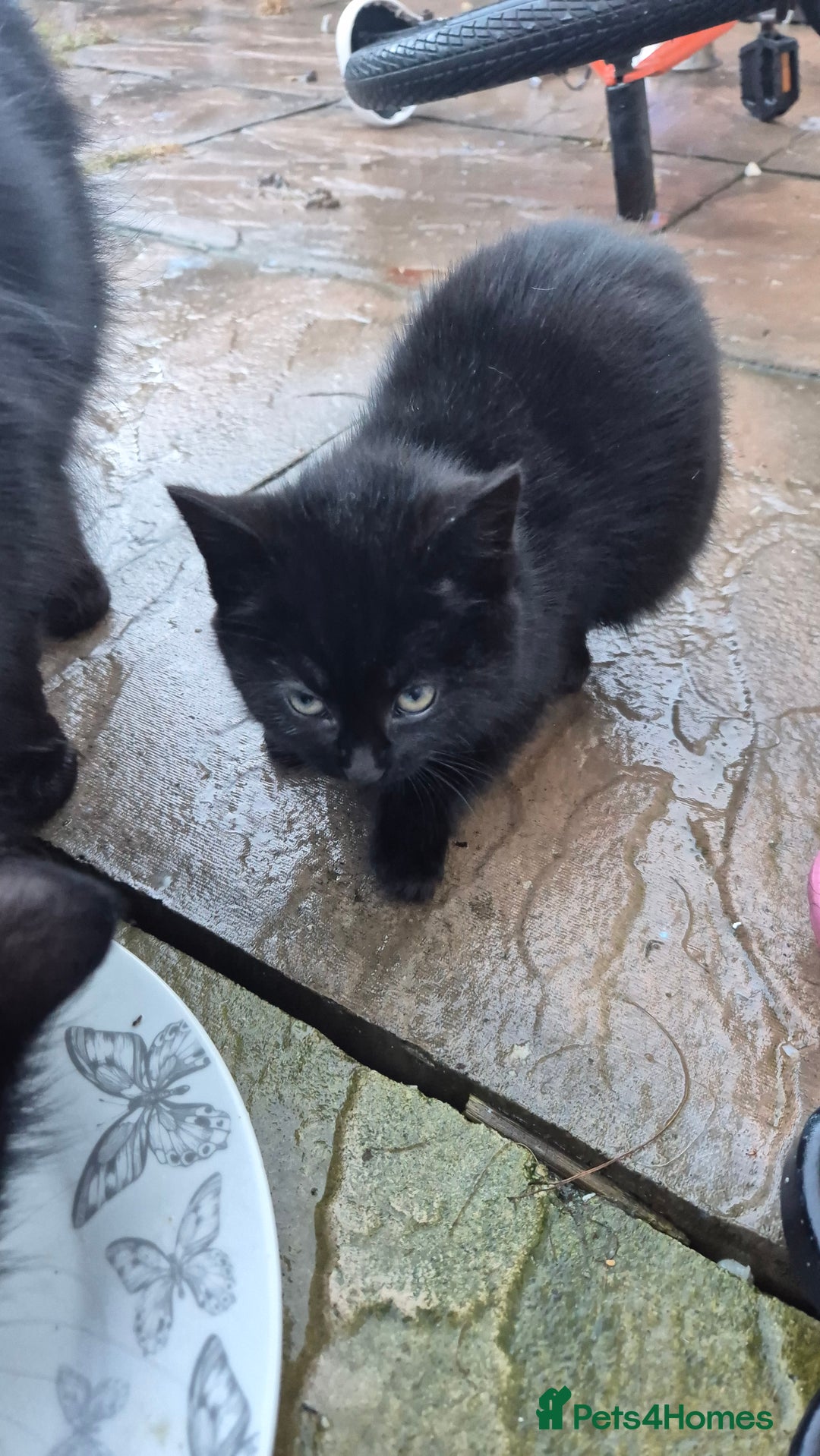 Mixed Breed cats for sale: Kittens  - Advert 9