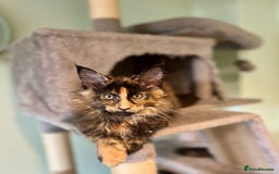 Maine Coon cats for sale: *READY* Stunning Tica Maine Coons - Image 6