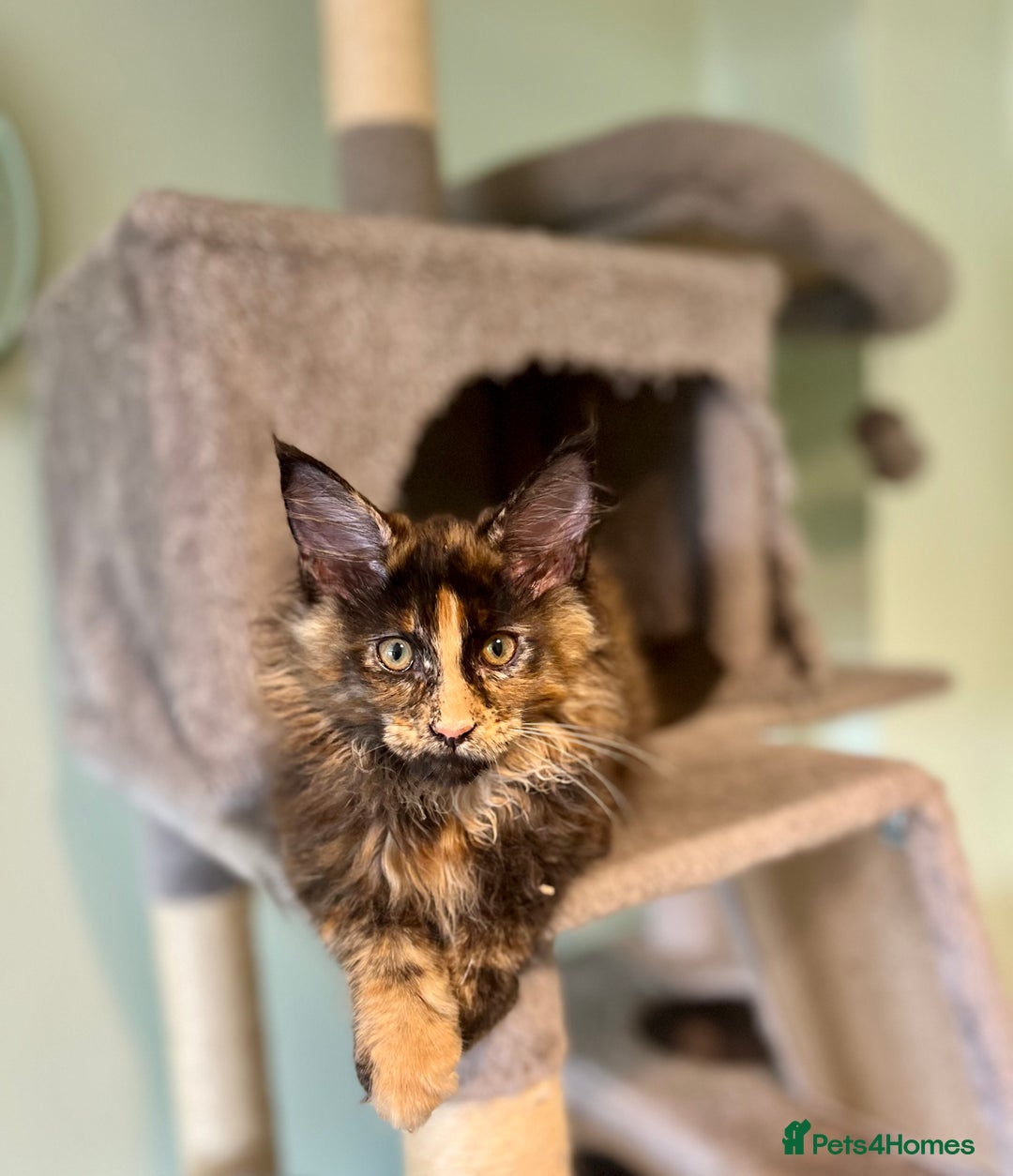 Maine Coon cats for sale: *READY* Stunning Tica Maine Coons - Image 6