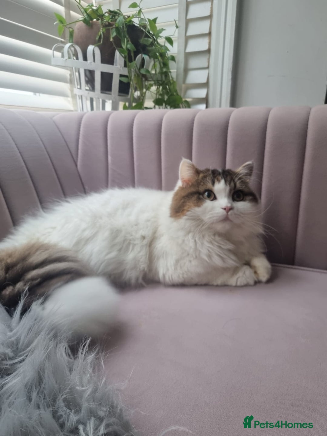 Scottish Fold cats for sale: Scottish Straight Boy Looking For Forever Home🏡❤️ - Image 1