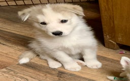 Utonagan dogs for sale: Husky x malamute  - Image 8