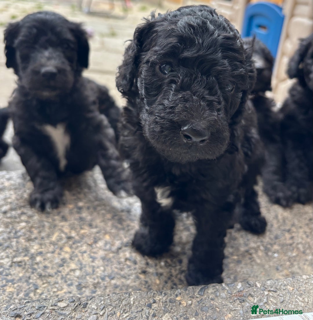 Goldendoodle dogs for sale: Golden doodles  - Image 13