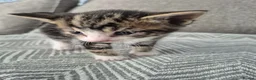 Mixed Breed cats for sale: Beautiful kittens  - Advert 10