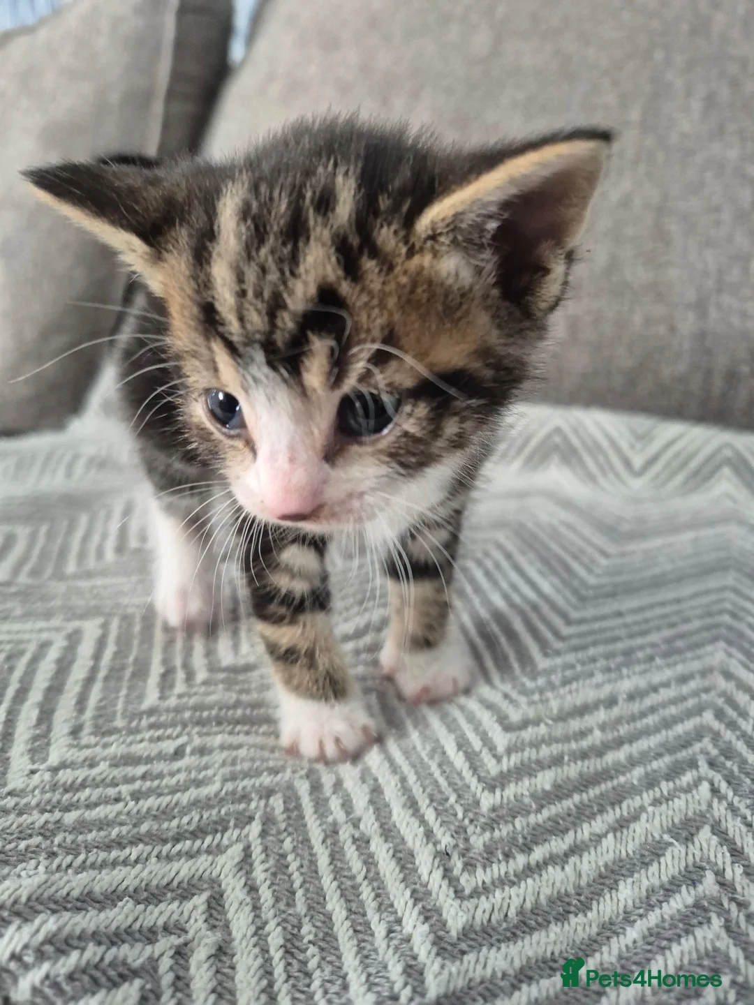 Mixed Breed cats for sale: Beautiful kittens  - Advert 10