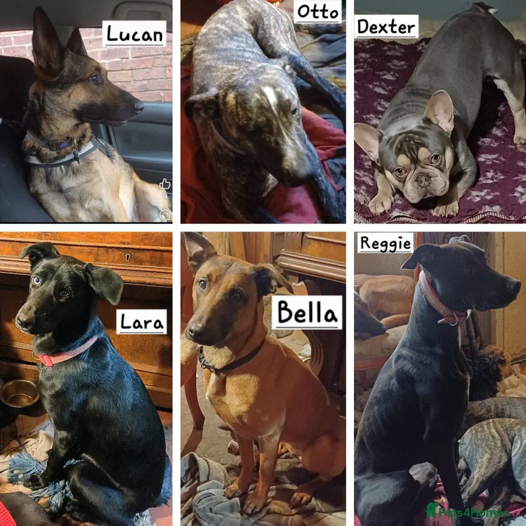 Mixed Breed dogs for sale: Can you give a home to one of these rescue dogs? - Advert 1