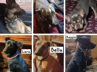 Mixed Breed dogs for sale: Rescue Dogs searching for their forever homes - Advert 2