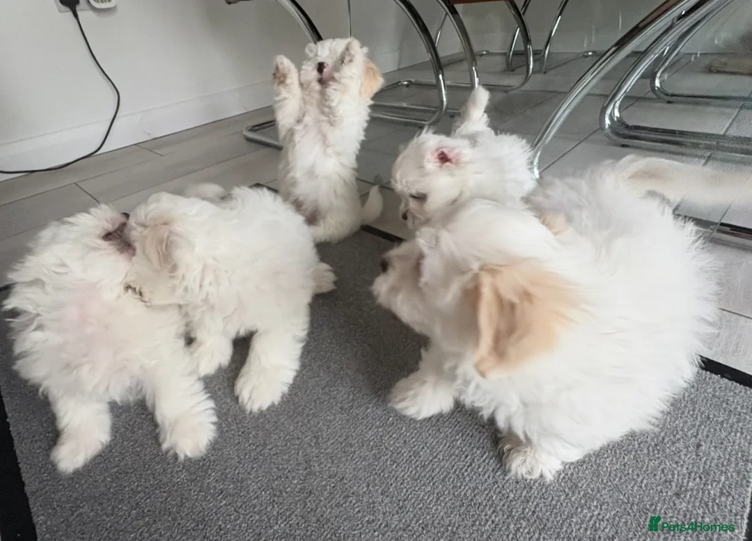 Maltese dogs for sale: Maltese puppies  - Advert 5