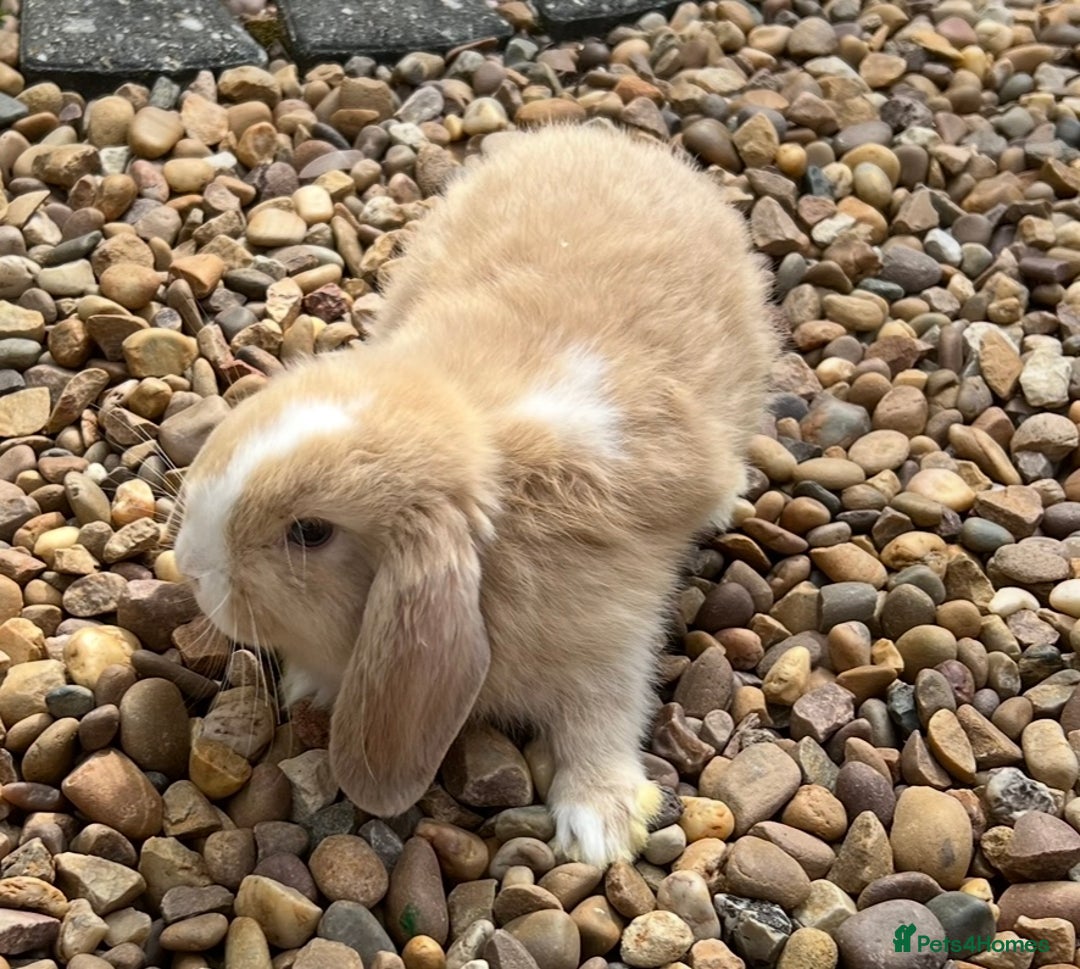 Mini Lop rabbits for sale: NOW RESERVED Stunning Mini lops 8 weeks old in Coalville - Image 5