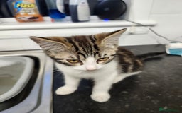 Domestic Shorthair cats for sale: White/tortoiseshell  - Image 2
