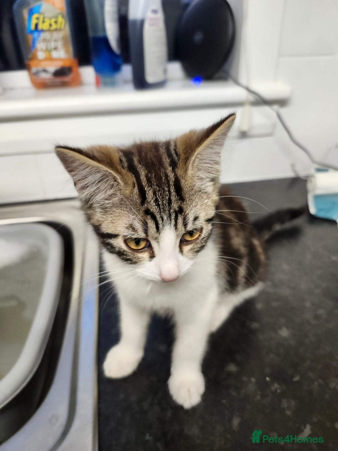 Domestic Shorthair cats for sale: White/tortoiseshell  - Image 2