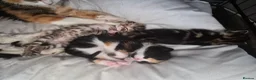 Mixed Breed cats for sale: Norwegian Forest Cat X Kittens  - Advert 10