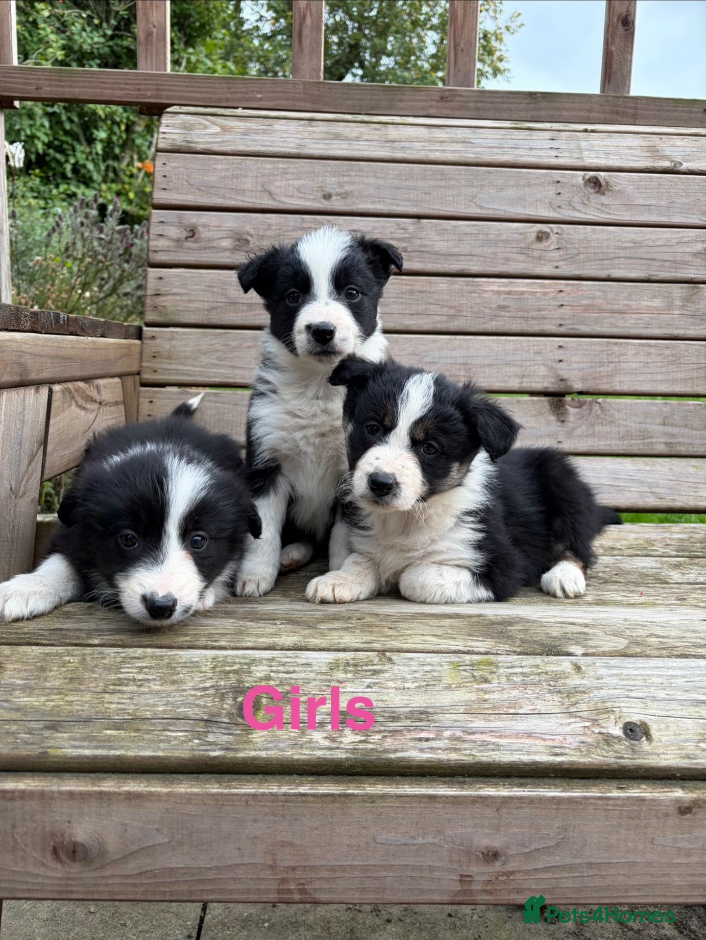 Border Collie dogs Border Collie Puppies for sale  - Advert 1