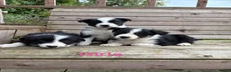 Border Collie dogs for sale: Border Collie Puppies for sale  - Advert 1