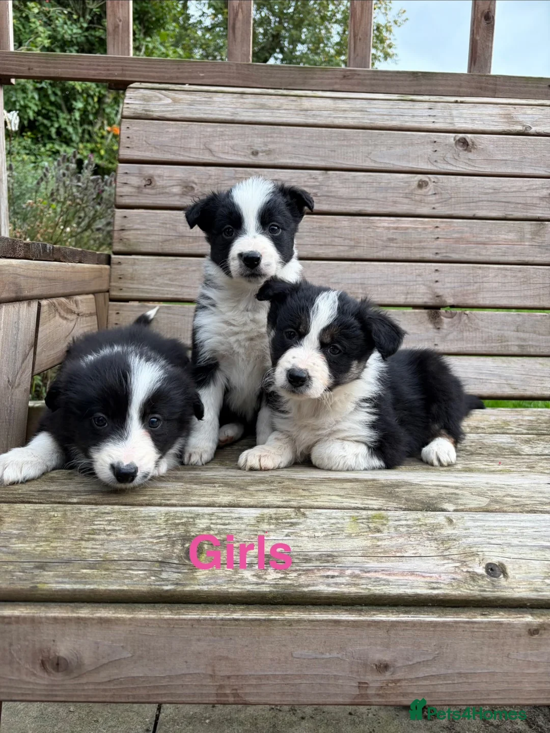 Border Collie dogs for sale: Border Collie Puppies for sale  - Advert 1