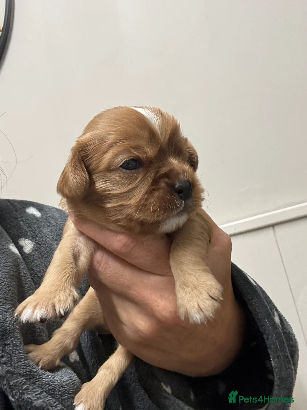 Cavalier King Charles Spaniel dogs for sale: King Charles cavalier puppies - Advert 2