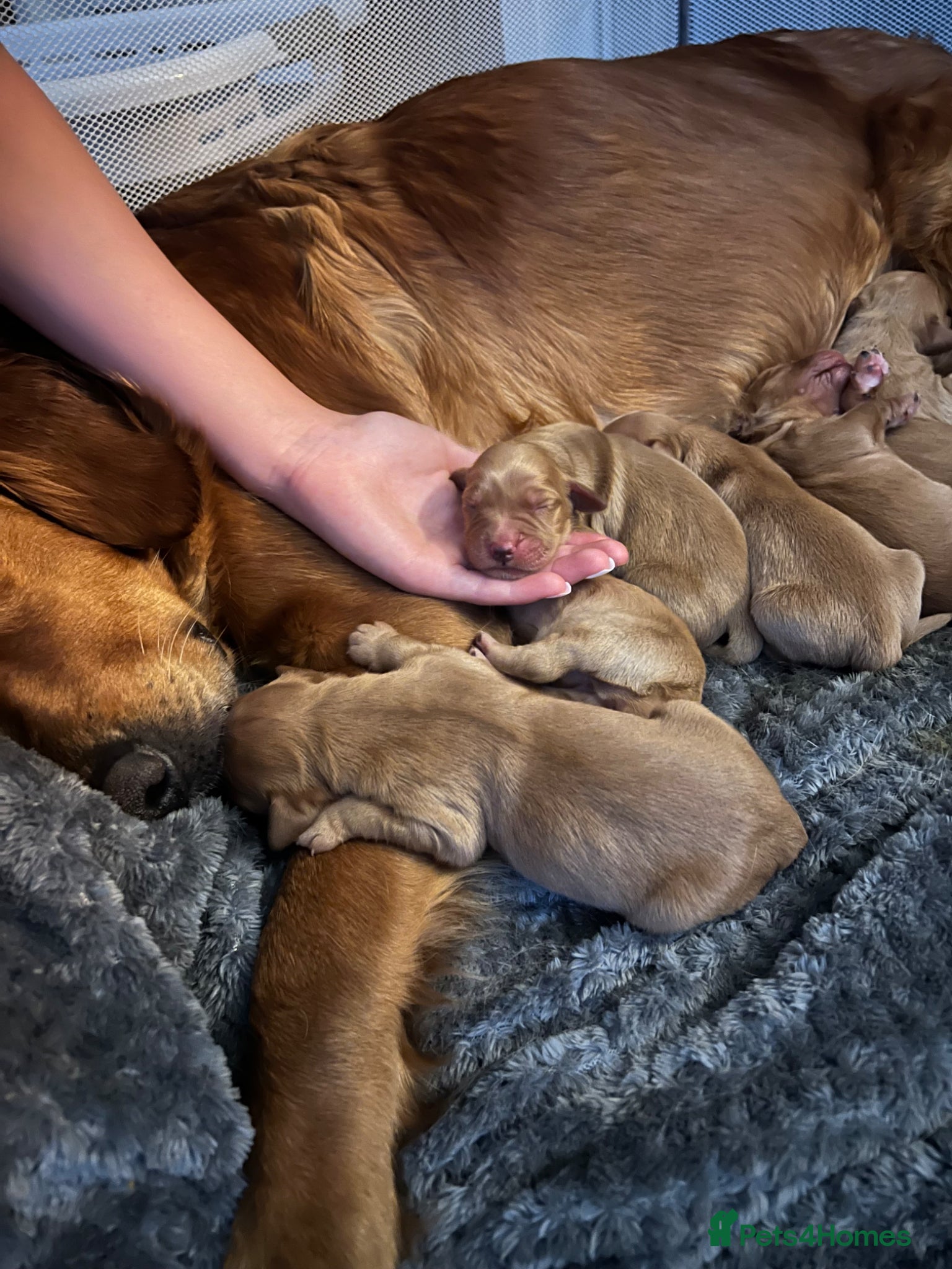 Golden Retriever dogs for sale: Tundra Retriever KC Fox Red Golden Retriever Pups - Advert 3