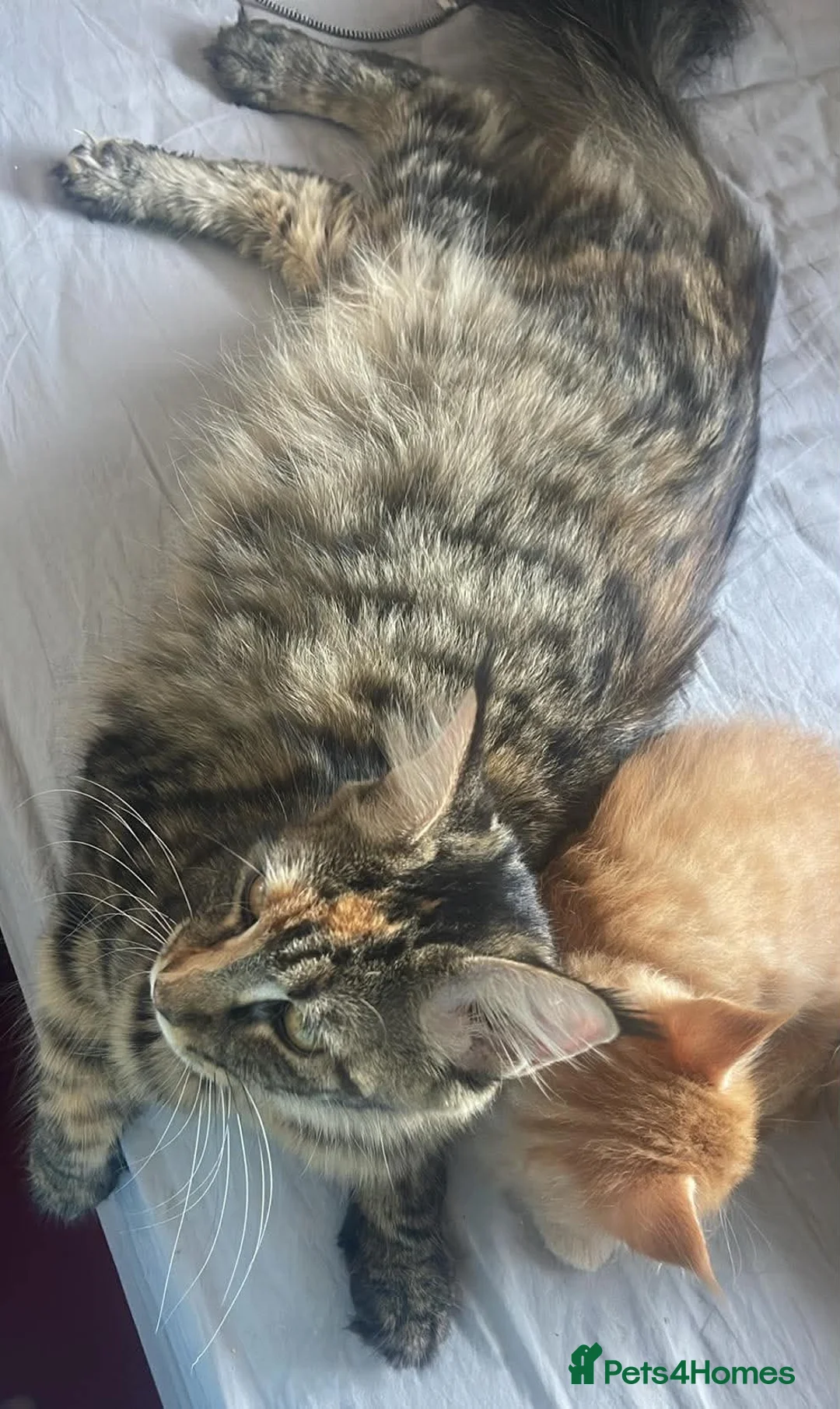 Maine Coon cats for sale: Maine coon ready 11th june - Advert 1