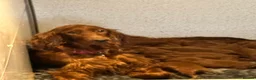Irish Setter dogs for stud: Deep Red Health Tested STUD in Bewdley - Advert 3