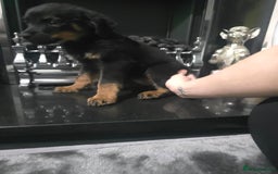 Rottweiler dogs for sale: KENNEL CLUB Rottweiler pups - Image 3