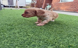 Cockapoo dogs for sale: Cockerpoo puppies - Image 7