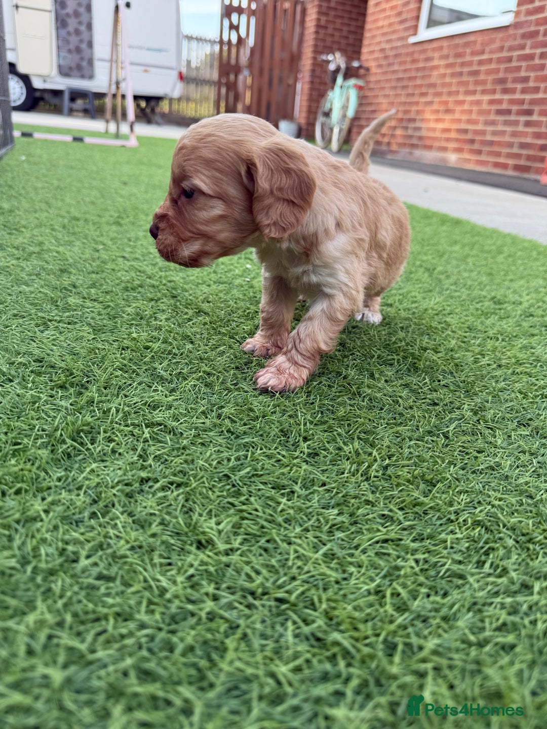 Cockapoo dogs for sale: Cockerpoo puppies - Image 7