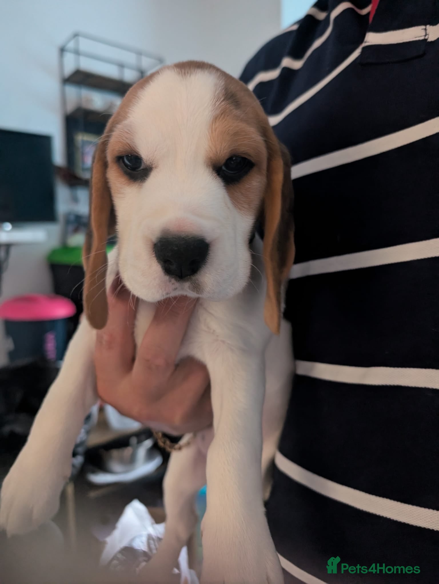 Beagle dogs Kc registered champion show line beagle puppies  - Advert 2