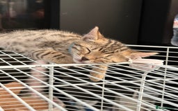 Bengal cats for sale: Three Bengals ready for their forever homes  - Image 24