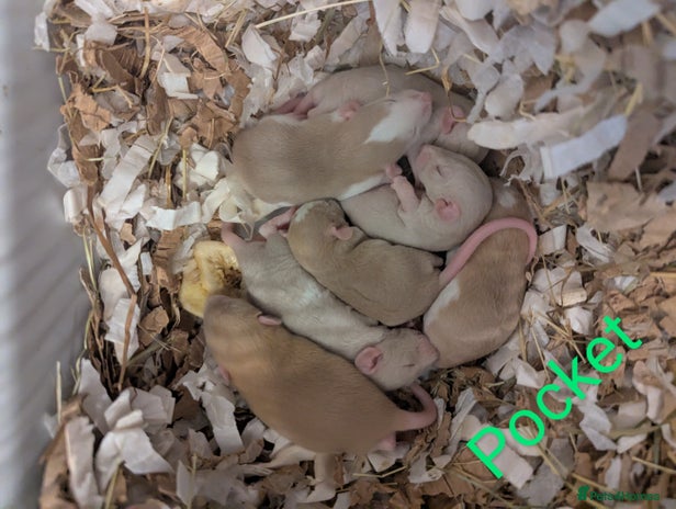 Rat rodents in Newcastle - Advert 16